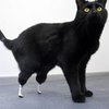 В Британии коту пересадили бионические протезы