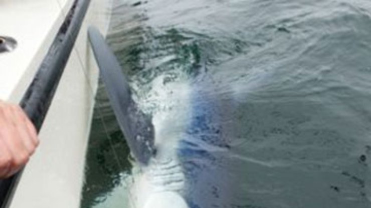 В Дании на удочку поймали огромную акулу