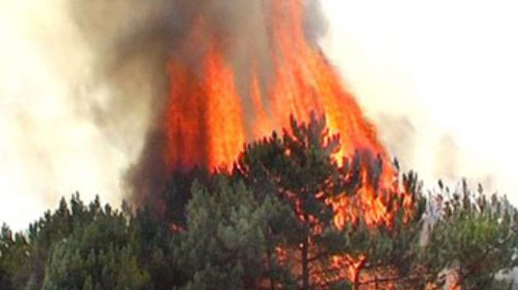В Днепропетровской области горит 100 гектаров леса