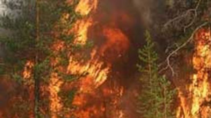 Лесной пожар в Днепропетровской области локализован