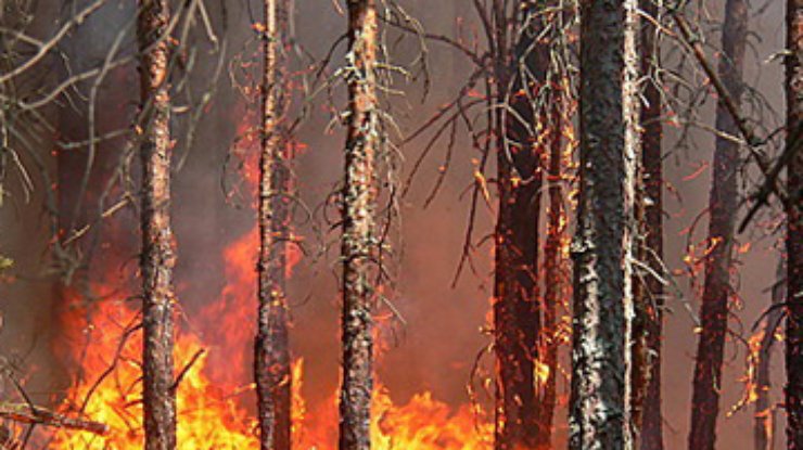 FT: Россия обратилась за помощью в борьбе с лесными пожарами