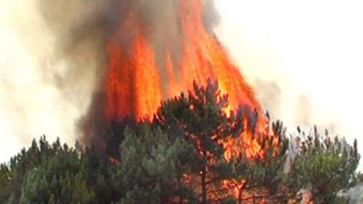 Под Севастополем горит сосновый лес