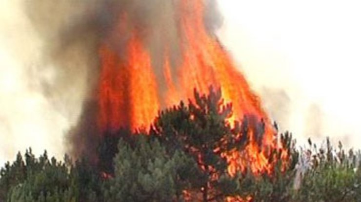 В Украине за день выгорело 625 гектаров леса