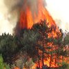 Лесной пожар в Днепропетровской области никак не могут потушить