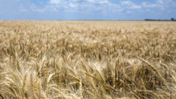 Экспорт зерна из Украины заблокирован
