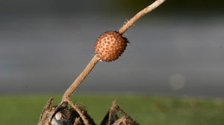 Грибы-паразиты превращают муравьев в зомби