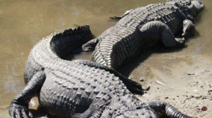 В канализации Нью-Йорка завелись крокодилы