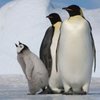В столичном зоопарке умерли три пингвина