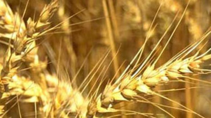 "5 канал" обвинили в незаконном экспорте пшеницы
