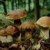 Украинцев призывают быть осторожными с грибами