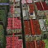 Битва за красоту: В Нидерландах работает уникальная цветочная биржа