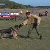 В Одессе прошел Чемпионат Украины среди служебных собак