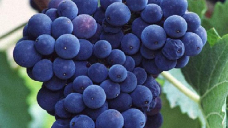 В Молдове обанкротились 40% виноделов