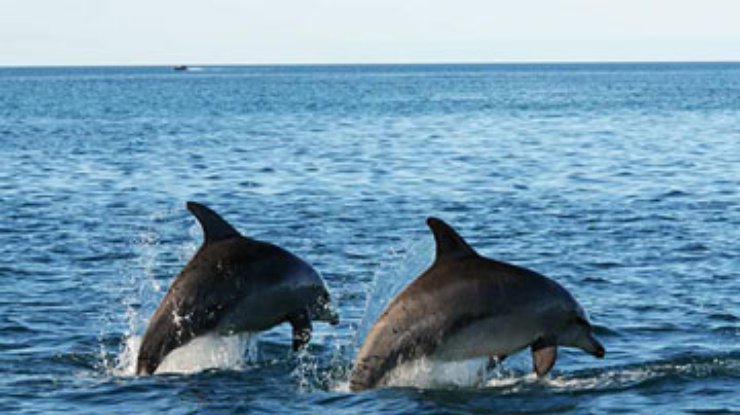 Социальная структура у дельфинов сравнима по сложности с человеческой