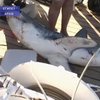 В Египте возобновили поиски акулы-убийцы