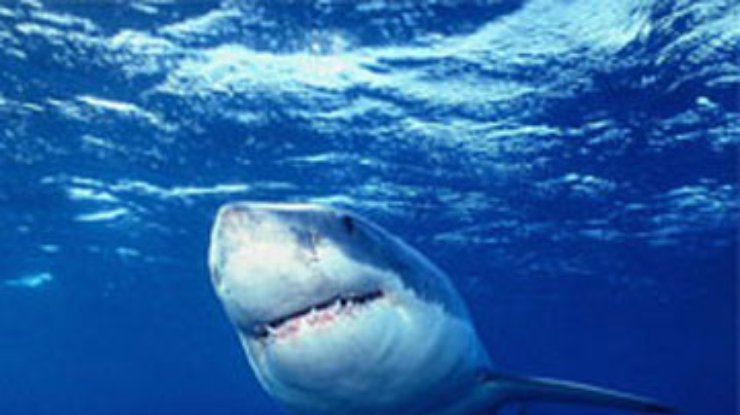 В Египте считают, что нападения акул могли быть вызваны действиями "Моссада"