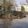 В Черногории бегемотиха "уплыла" из зоопарка