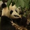Китайские зоологи перед работой наряжаются в панд
