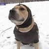 В Черновцах живет необычный пес-экстремал