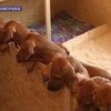Новый собачий рекорд в Германии - родилось сразу семнадцать щенков