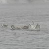 На водоёмах луцкого водоканала устроились на зимовку лебеди