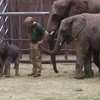 В немецком зоопарке родились двое слонят