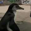 Ставшего знаменитым перуанского пингвиненка доставили к сородичам