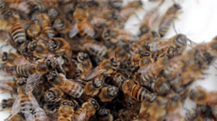 В мире по неизвестным причинам вымирают пчелы