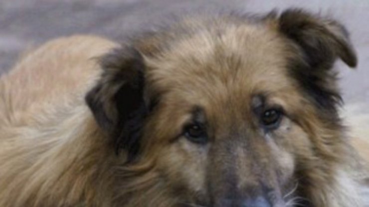 Киевская власть обещает защищать бездомных животных