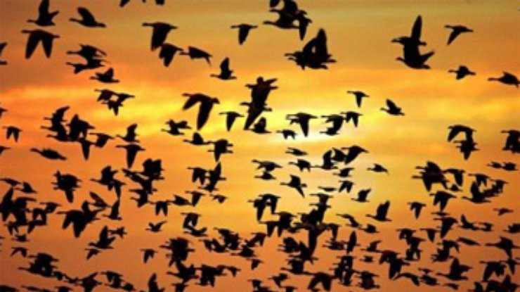 В Крыму массово гибнут птицы