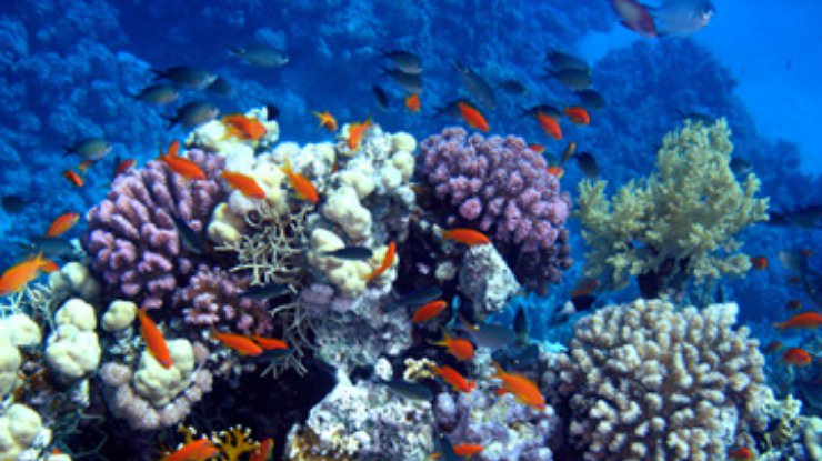 Экологи: К 2050 году в океанах вымрет вся крупная рыба