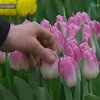 В Нидерландах открылся фестиваль тюльпанов