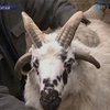 В Китае живет баран с четырьмя рогами
