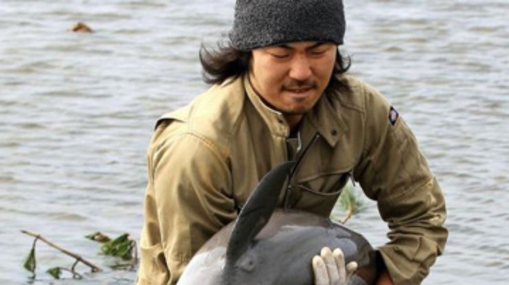 Японец спас дельфиненка, которого вынесло цунами на рисовое поле
