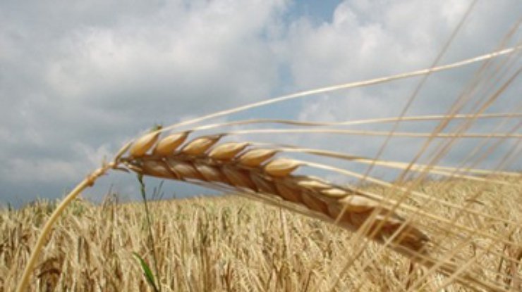 Украина продлила квотирование экспорта зерна до июля