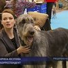 Масштабная выставка собак проходит в Киеве