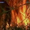На севере Мексике бушуют лесные пожары