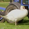 В Германии лебедь "влюбился" в трактор