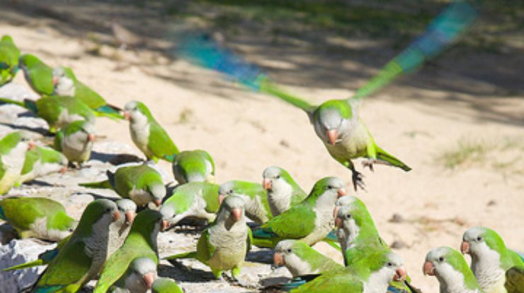 В Британии началась борьба с попугаями вида калита