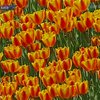 В Киеве расцвели тюльпаны