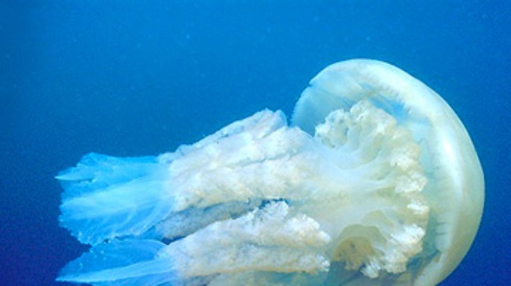 Медузы способны смотреть из воды в воздух