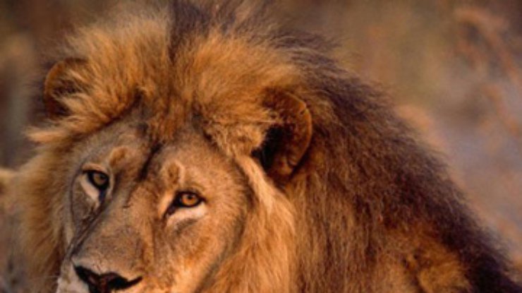 Преступник натравил льва на полицейских, пытавшихся его задержать