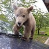 В Словении мужчина "случайно" стал владельцем медвежонка