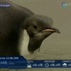 В Новой Зеландии нашли "заблудившегося" пингвина