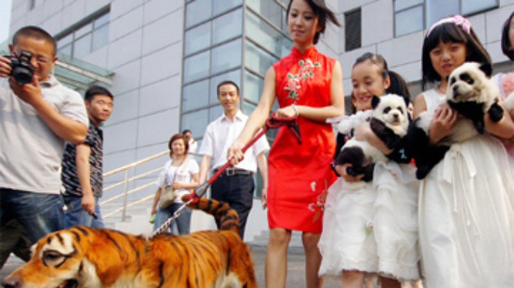 Китайцы перекрашивают собак в тигров и панд