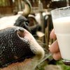 Таможенный союз забраковал молоко и мясо из Украины