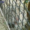 Белой бенгальской тигрице из ялтинского зоопарка привезли "жениха" из Франции