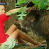 Сербская семья завела дикого кабана в качестве домашнего животного