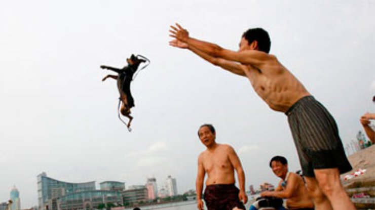 В китайском городе запретили держать домашних собак