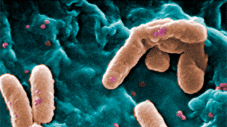 Сингапурские ученые вывели кишечную палочку, убивающую микробов